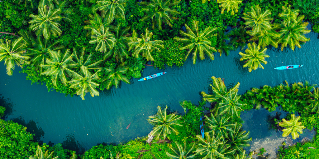 Aerial View of Lush Tropical River Surrounded by Dense Palm Trees